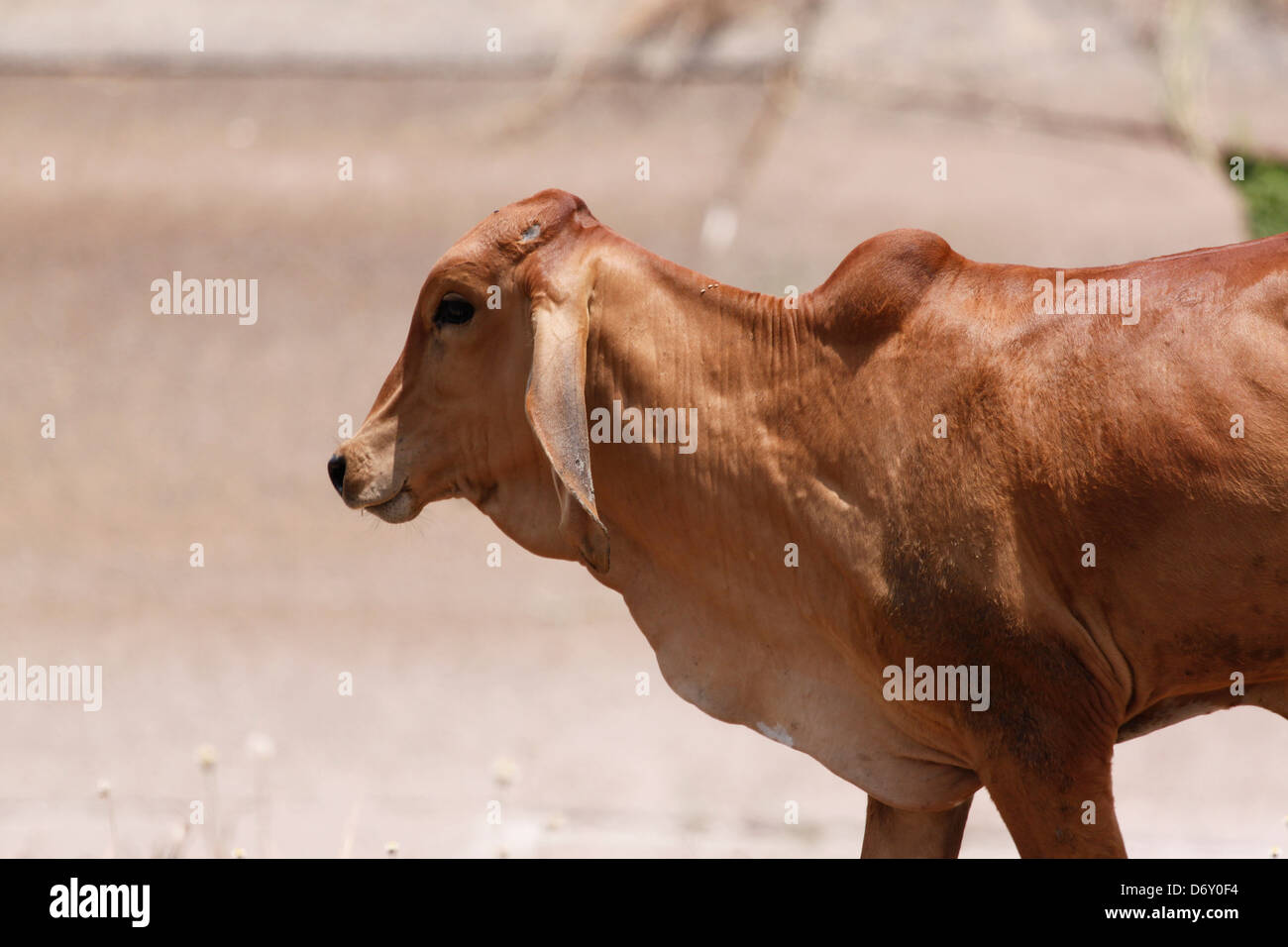 Die braune Kuh ist Walking gehen nach Hause, nach seiner Ankunft in Weiden. Stockfoto