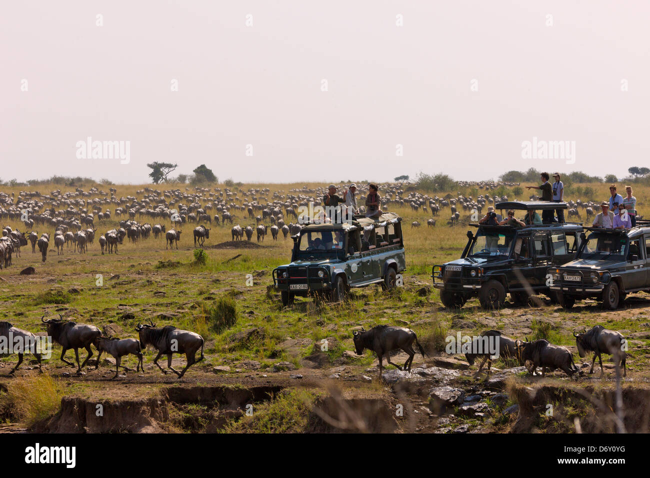 Safari-Jeep gerade Gnus Migration, Masai Mara, Kenia Stockfoto