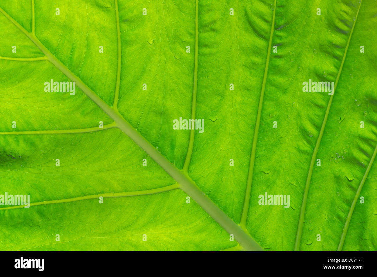 Grünes Blatt-Textur gegen Sonnenlicht im öffentlichen park Stockfoto