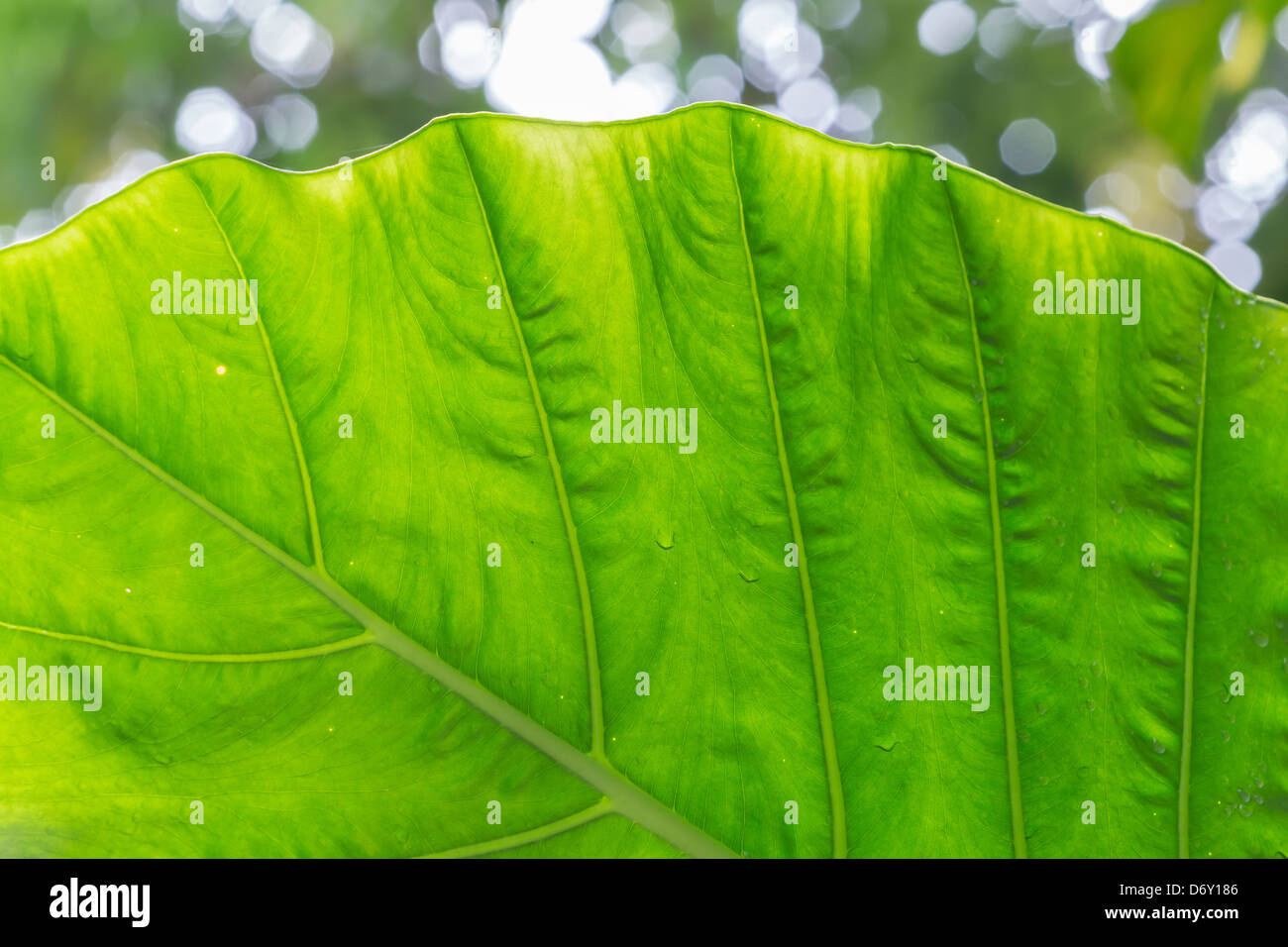 Grünes Blatt-Textur gegen Sonnenlicht im öffentlichen park Stockfoto