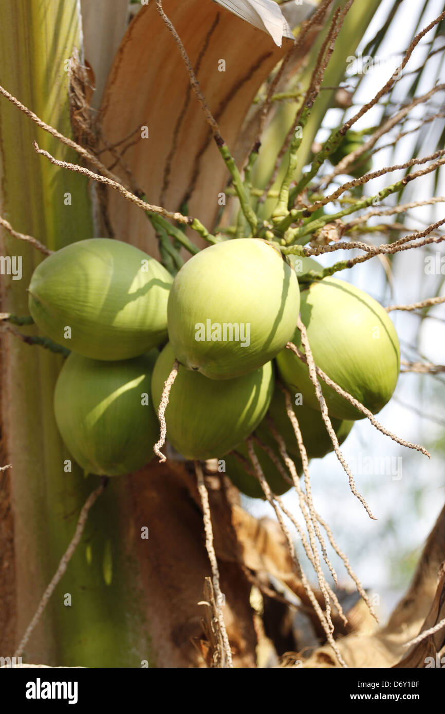 Der junge Kokosnuss, sie haben eine grüne Farbe. Stockfoto