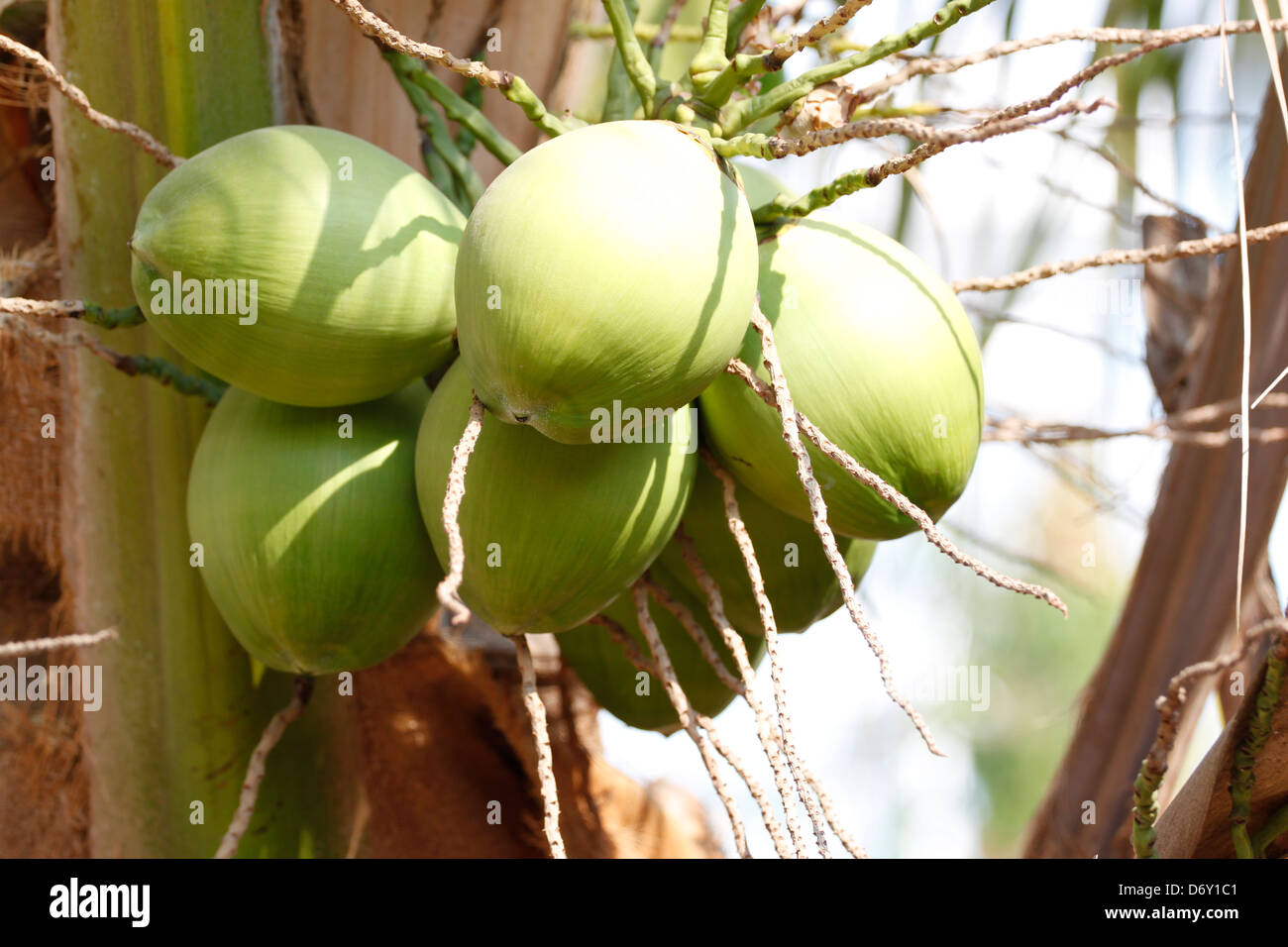 Der junge Kokosnuss, sie haben eine grüne Farbe. Stockfoto