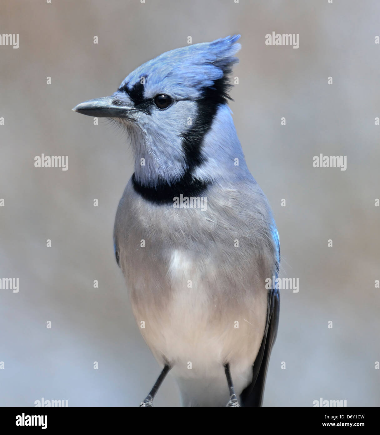Blue Jay Bird, Nahaufnahme Stockfoto