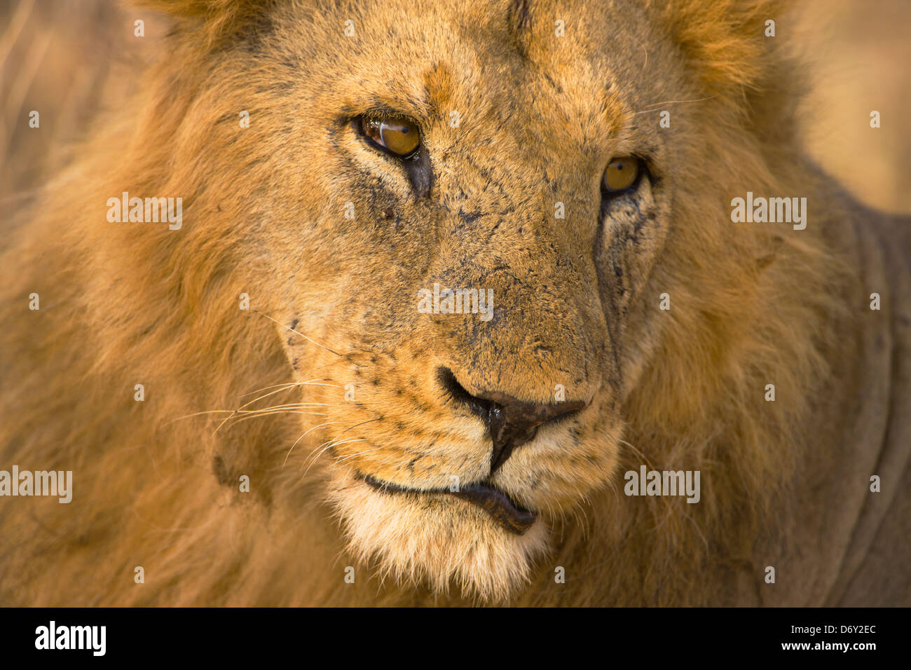 Löwe, Samburu, Kenia Stockfoto