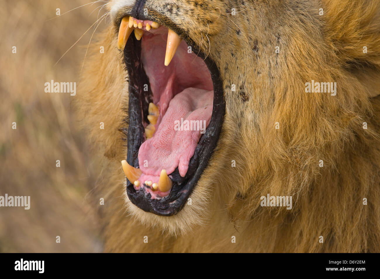 Löwe, Samburu, Kenia Stockfoto