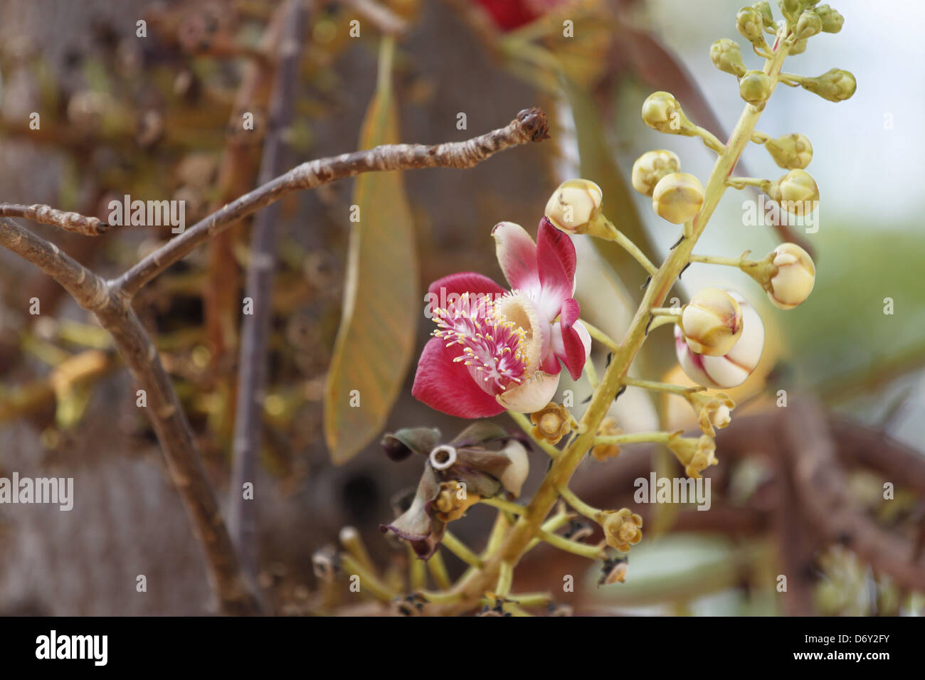 Rote Blume und gelbe Fruchtblatt im Garten Haus. Stockfoto