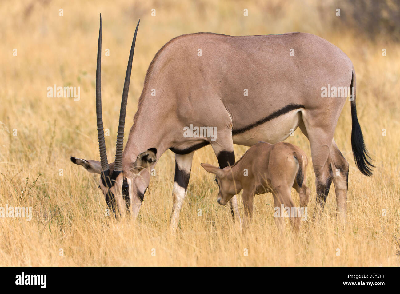 Oryx Gazella mit Baby auf der Savanne, Samburu, Kenia Stockfoto
