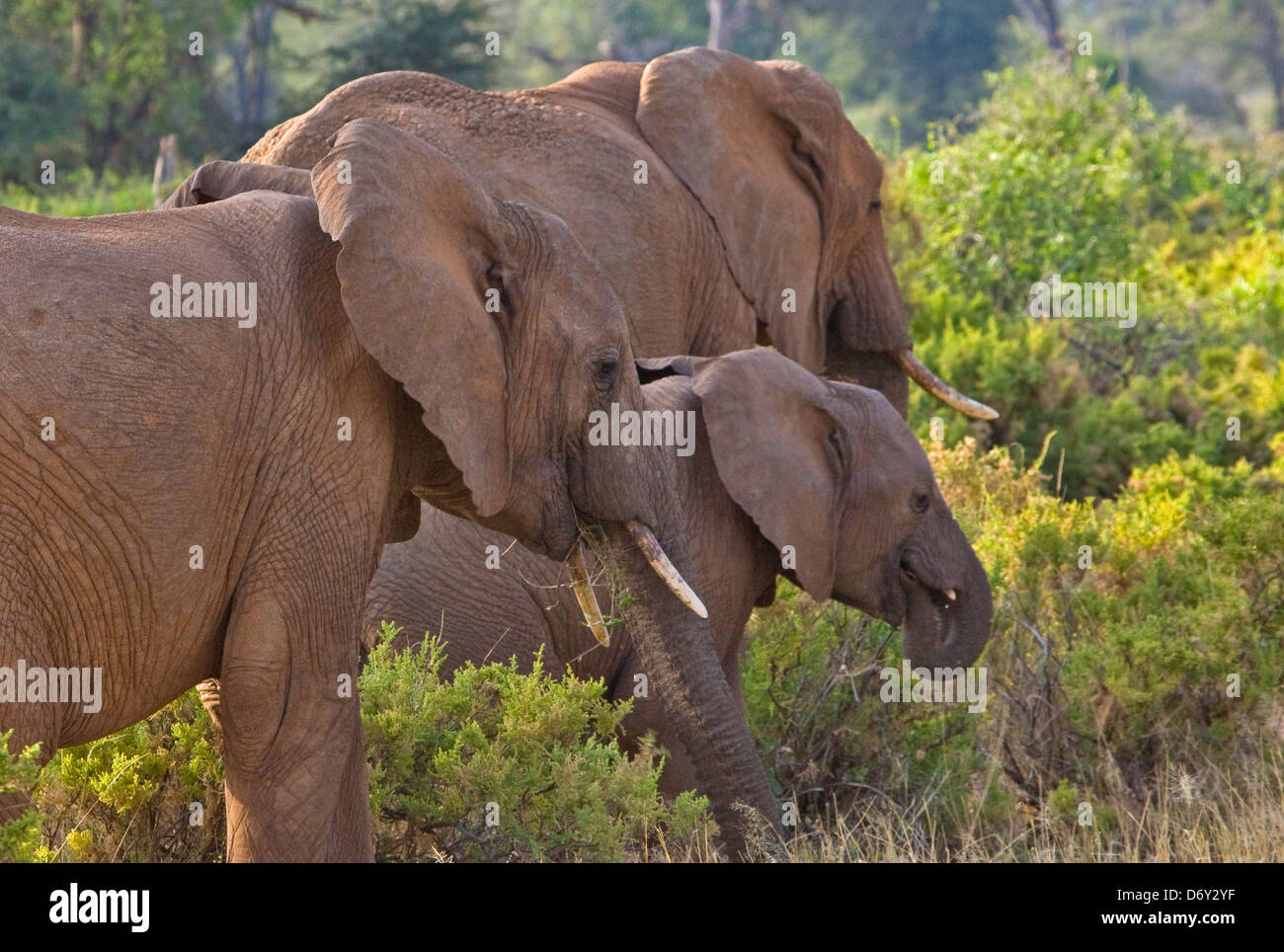 Elefantenherde in der Savanne, Samburu, Kenia Stockfoto