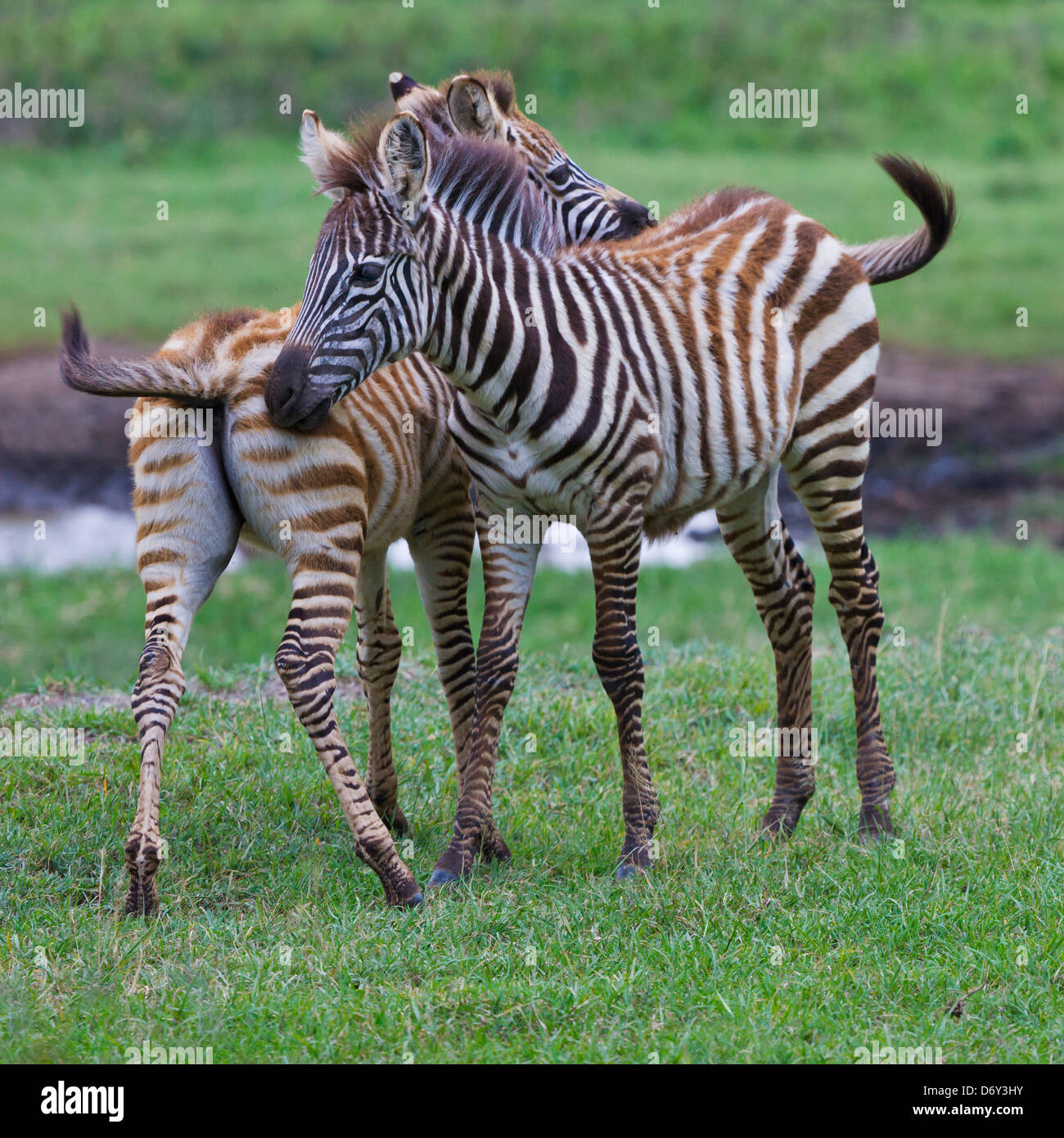 Zebra, Nakuru, Kenia Stockfoto