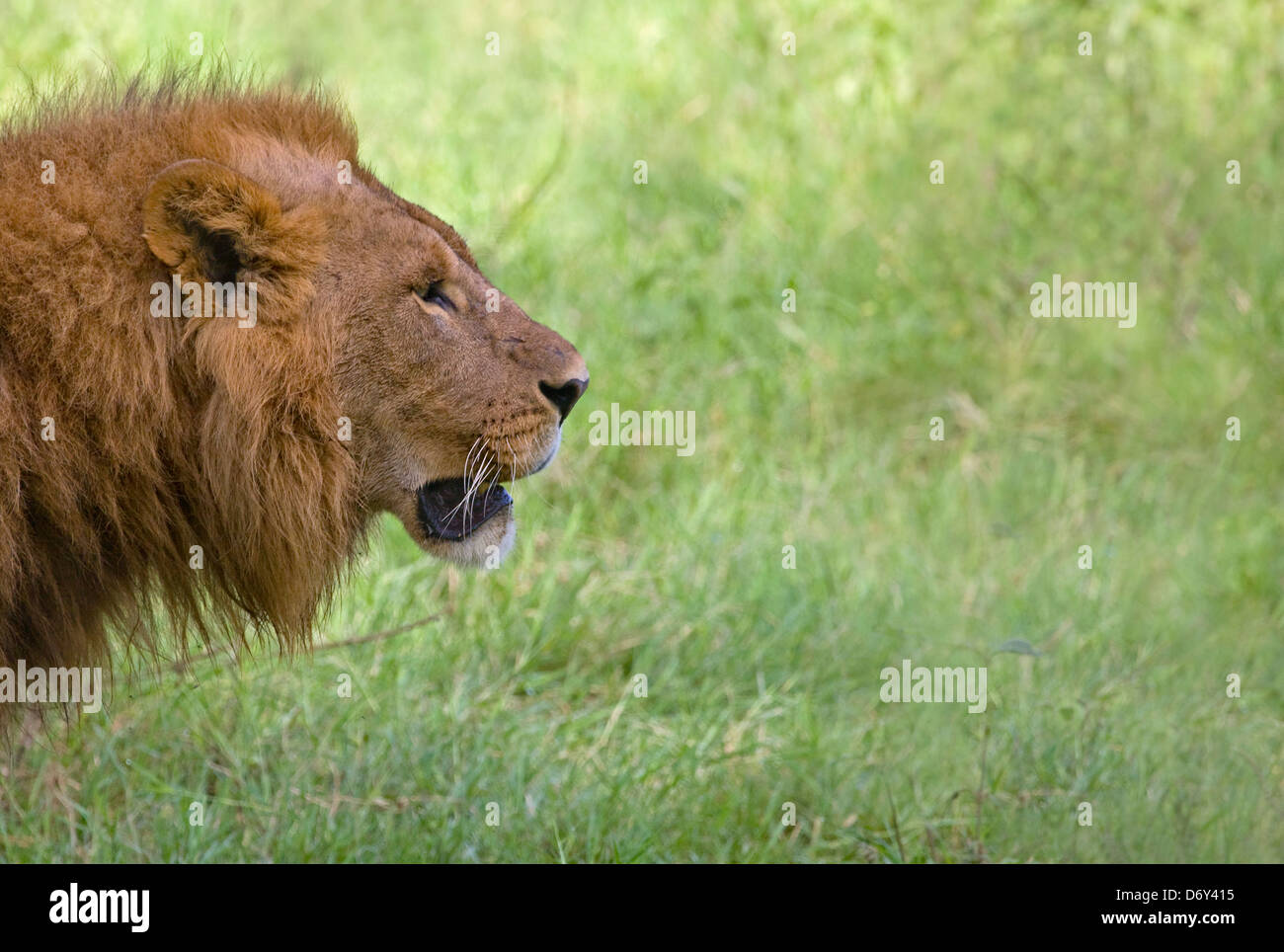 Löwe, Nakuru, Kenia Stockfoto