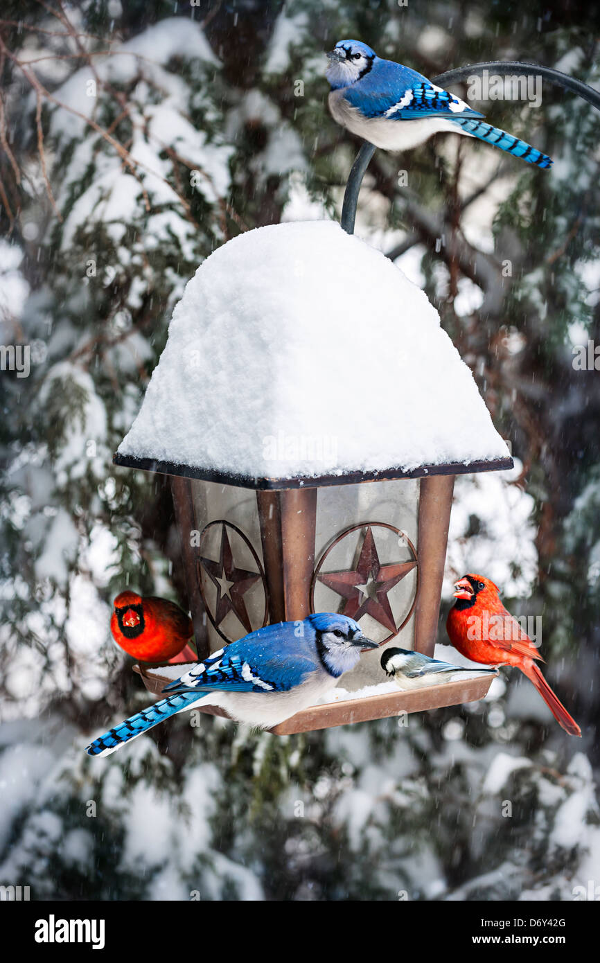 Futterhäuschen für Vögel im Winter mit Blue Jays und Kardinäle Stockfoto