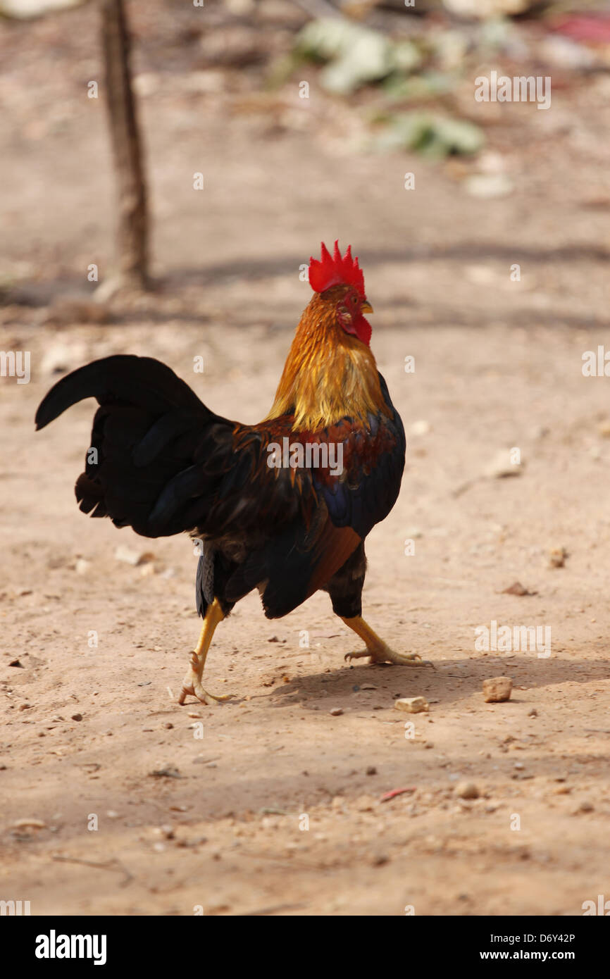 Thai Bantam in den RückenGärten, Bantam heimischer Arten