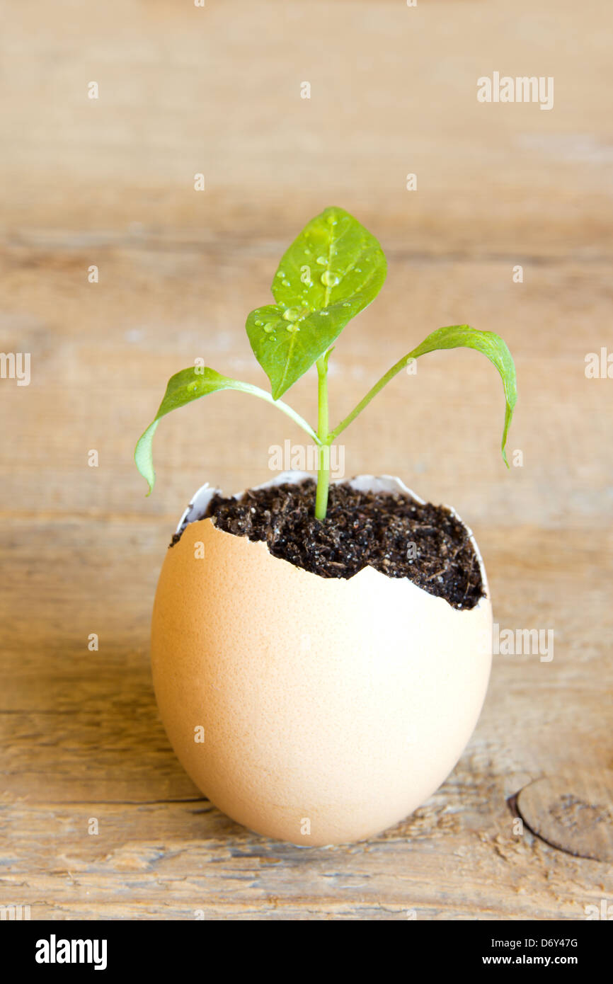 Junge grüne Pflanze wachsen in Eierschale über hölzerne Hintergrund. Entwicklung, neues Leben, Hoffnung, Geburt oder Wiedergeburt Konzept. Stockfoto