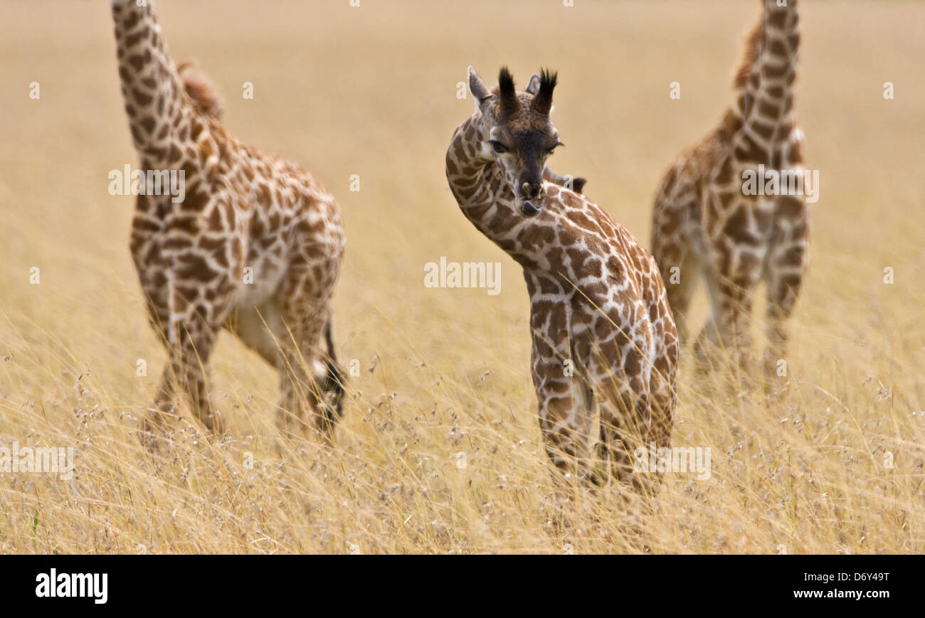 Giraffe Cubs, Masai Mara, Kenia Stockfoto