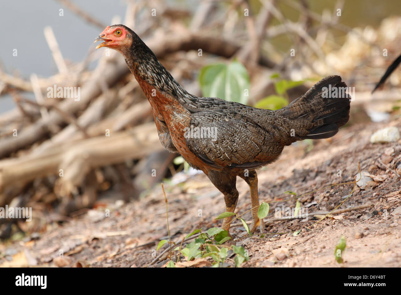 Thai Bantam am Teich, Bantam heimischer Arten. Stockfoto