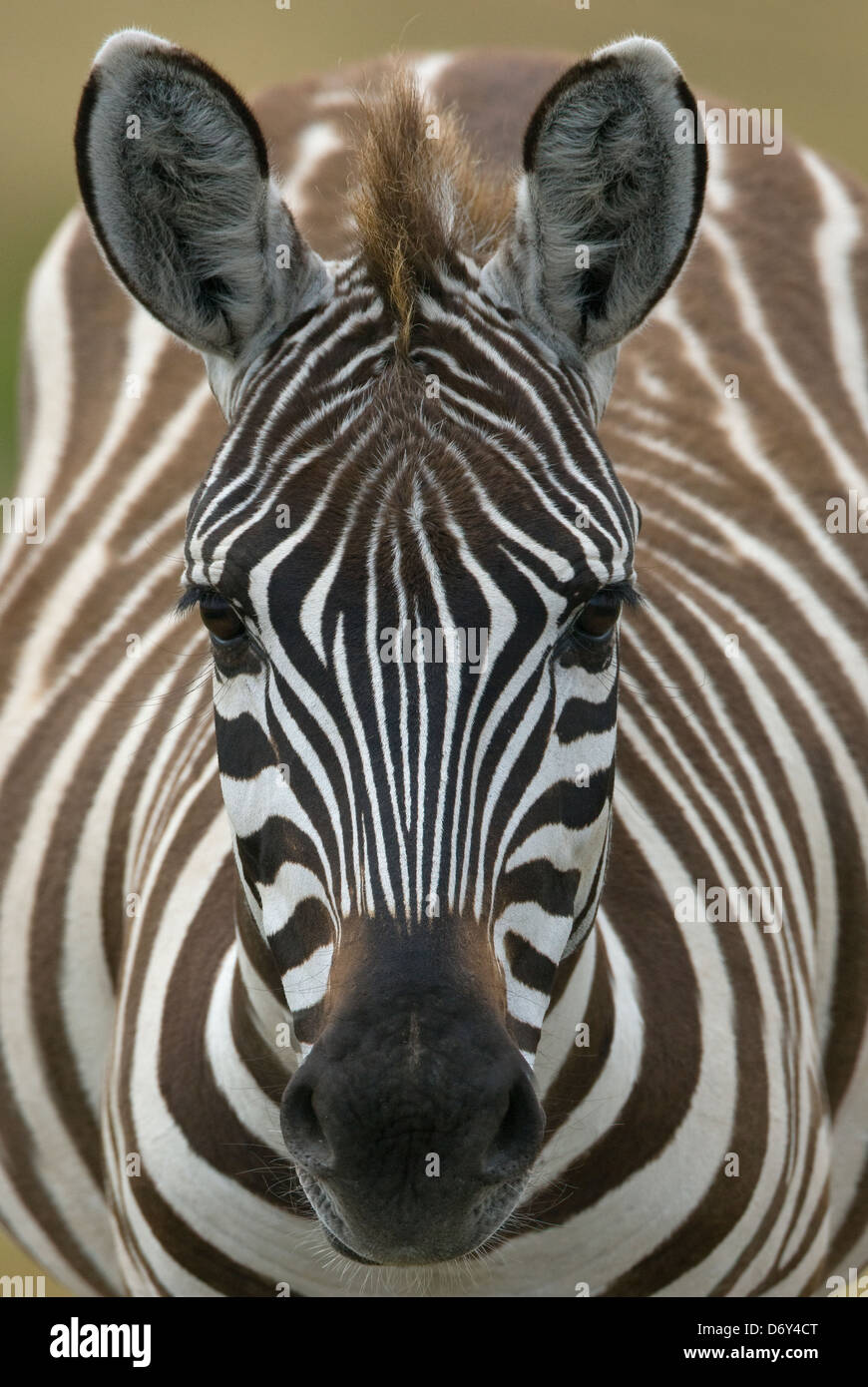 Zebra, Masai Mara, Kenia Stockfoto