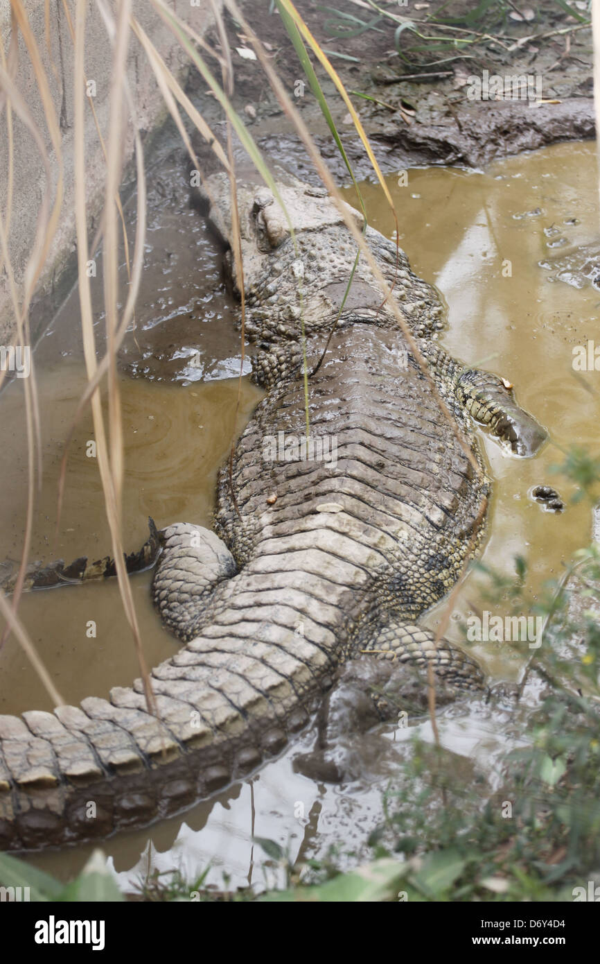 Die Krokodil-Entspannung an heißen Tagen. Stockfoto