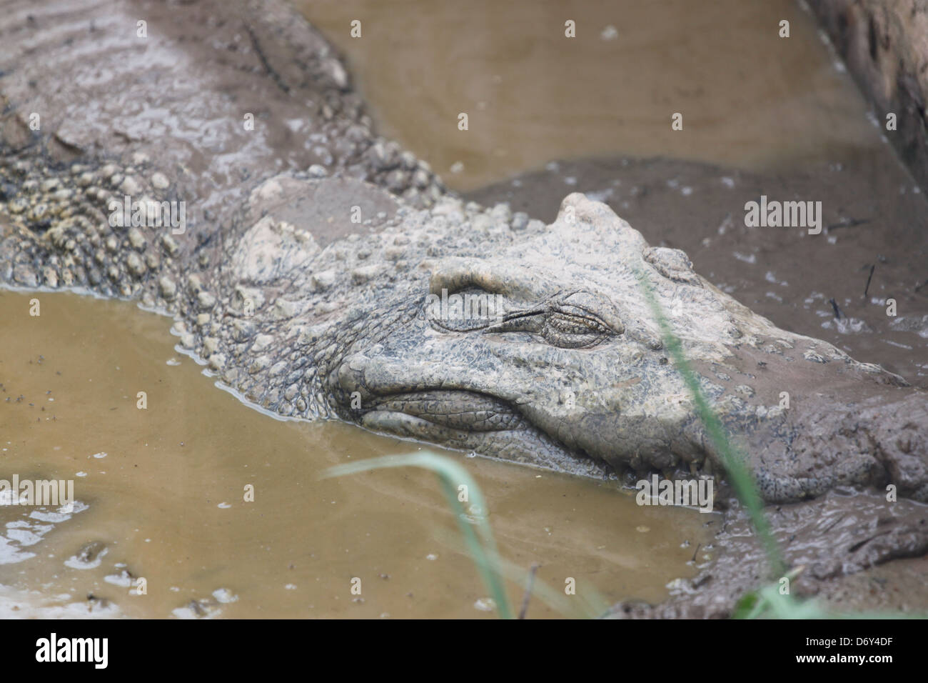 Die Krokodil-Entspannung an heißen Tagen. Stockfoto