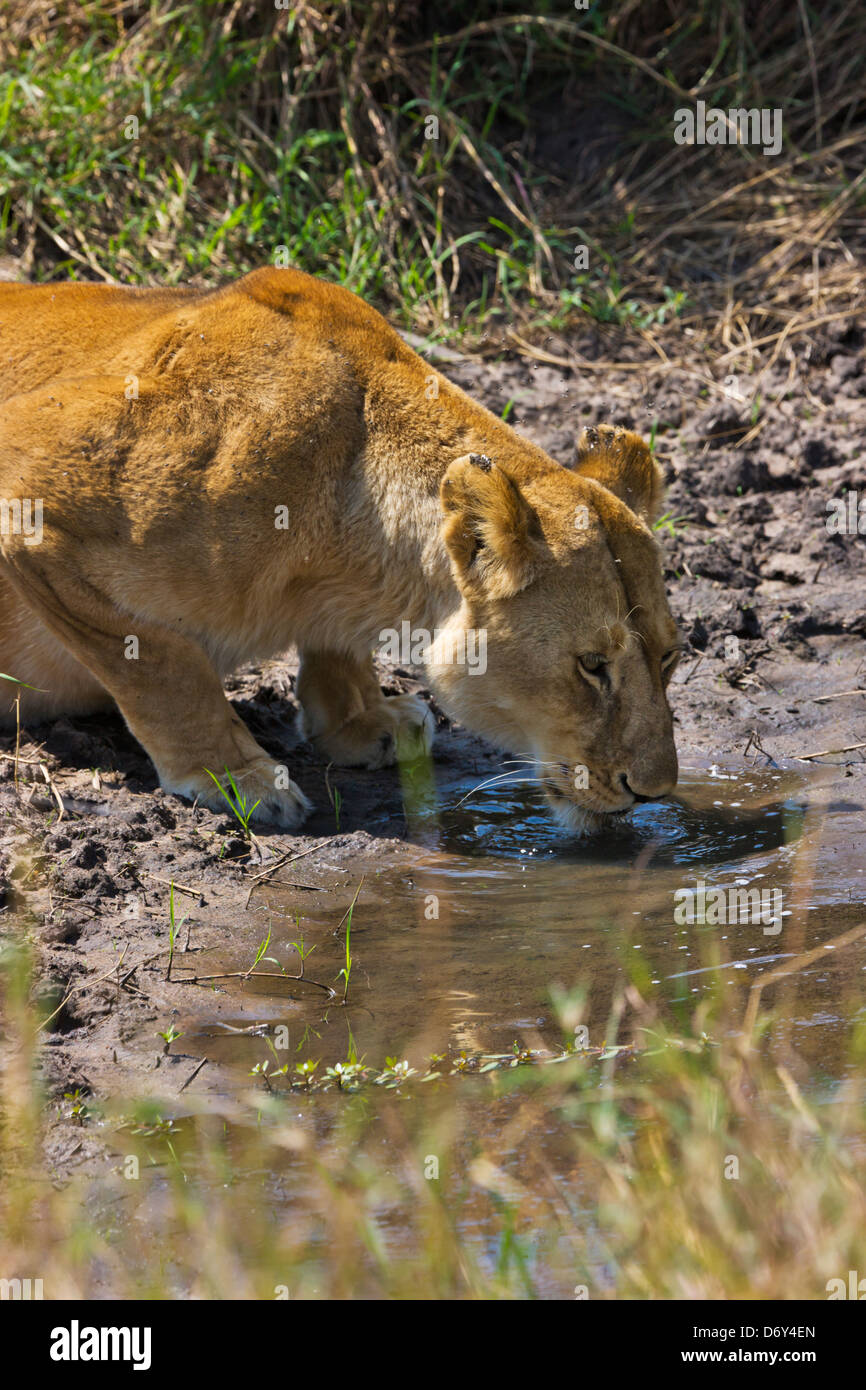 Lion Trinkwasser, Masai Mara, Kenia Stockfoto