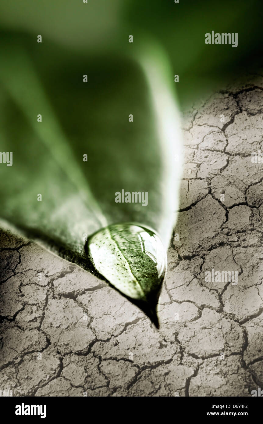 Frisches Wasser fallen an Spitze der grünen Blatt über trockene rissige Erde Stockfoto