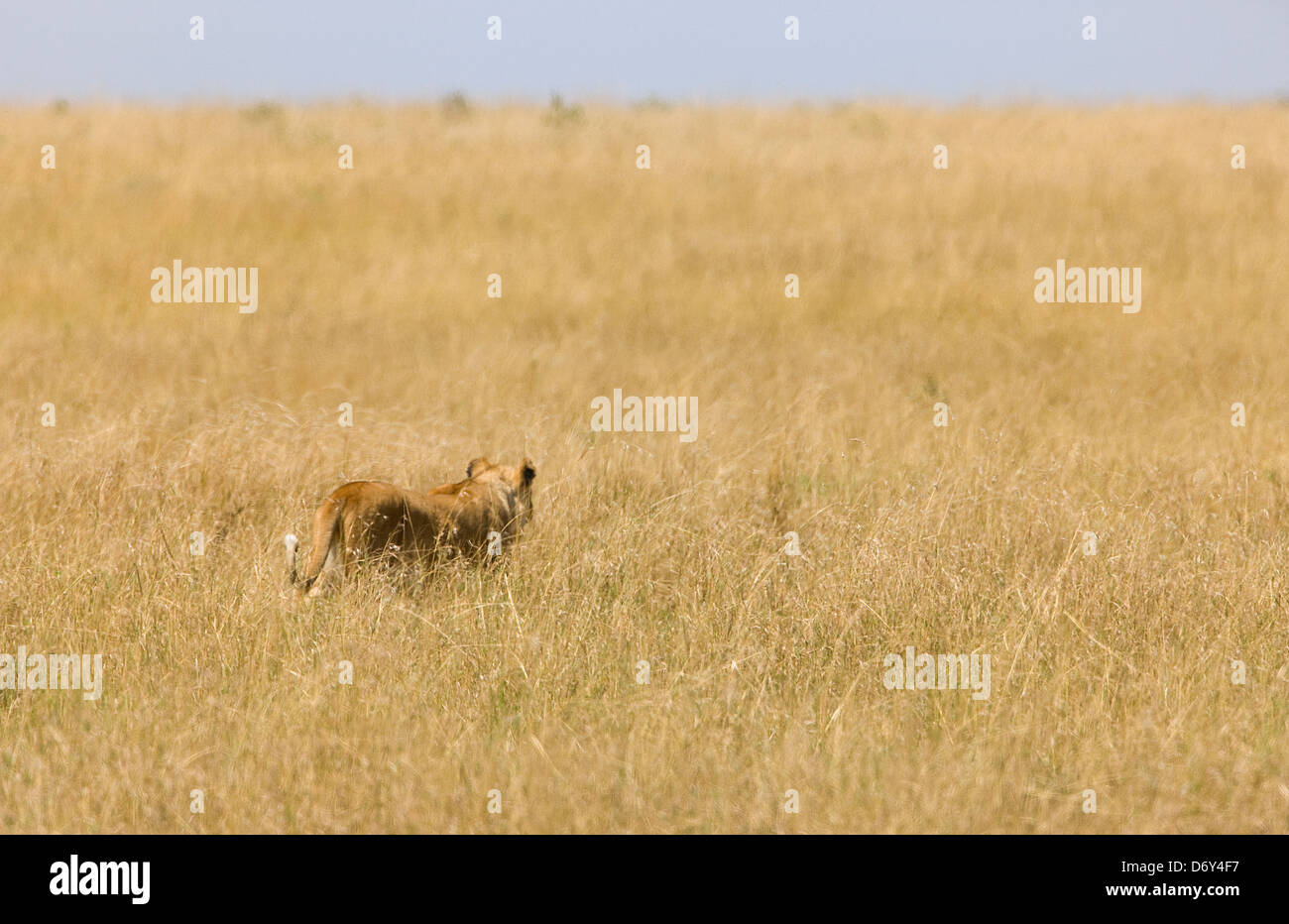 Löwe, Masai Mara, Kenia Stockfoto