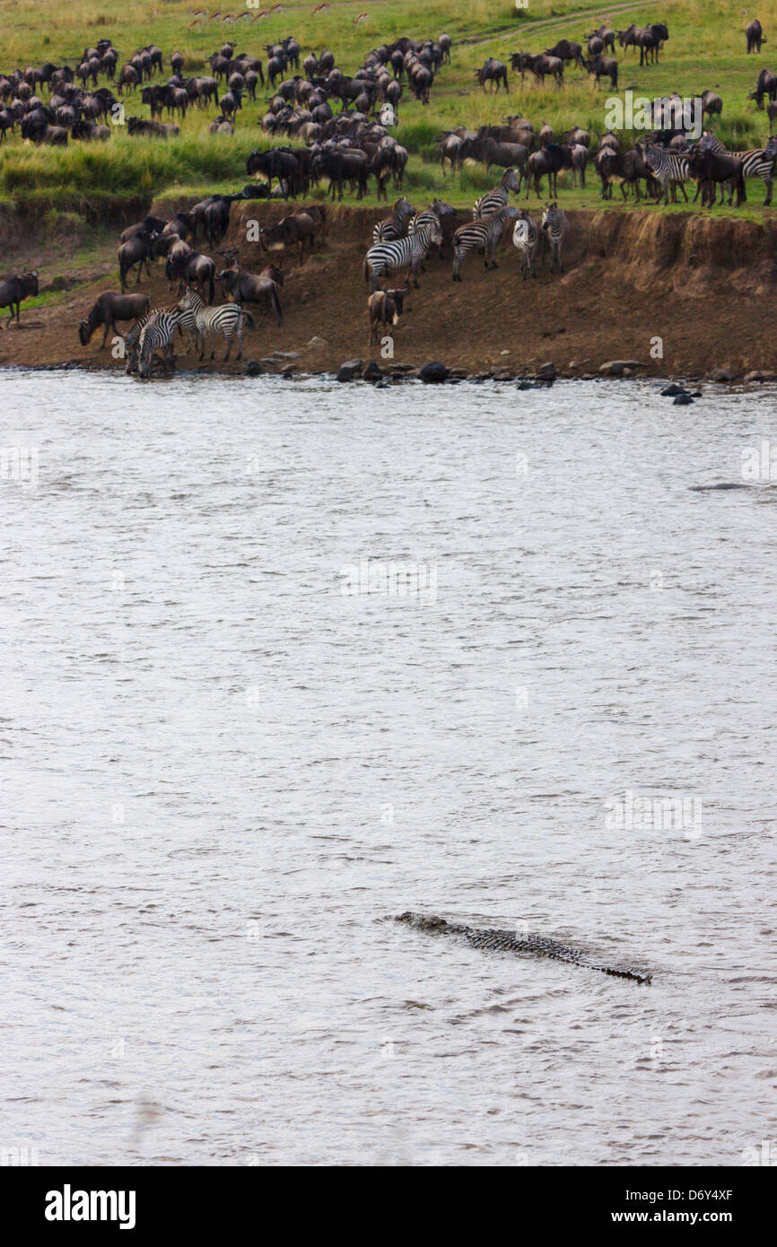 Gnus am Ufer Flusses, Krokodil warten in der Masai Mara-Fluss, Masai Mara, Kenia Stockfoto