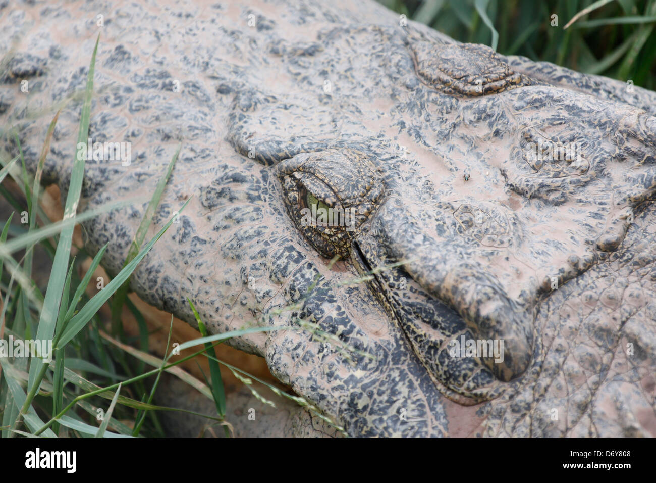 Die Krokodil-Entspannung an heißen Tagen. Stockfoto