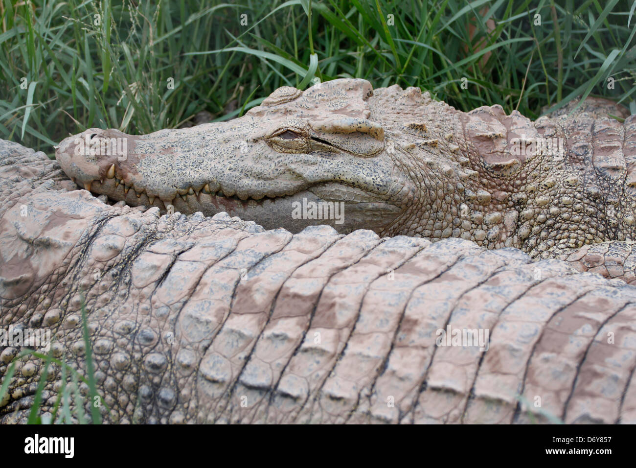 Die Krokodil-Entspannung an heißen Tagen. Stockfoto