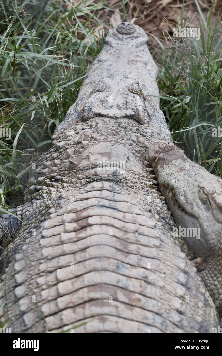 Die Krokodil-Entspannung an heißen Tagen. Stockfoto