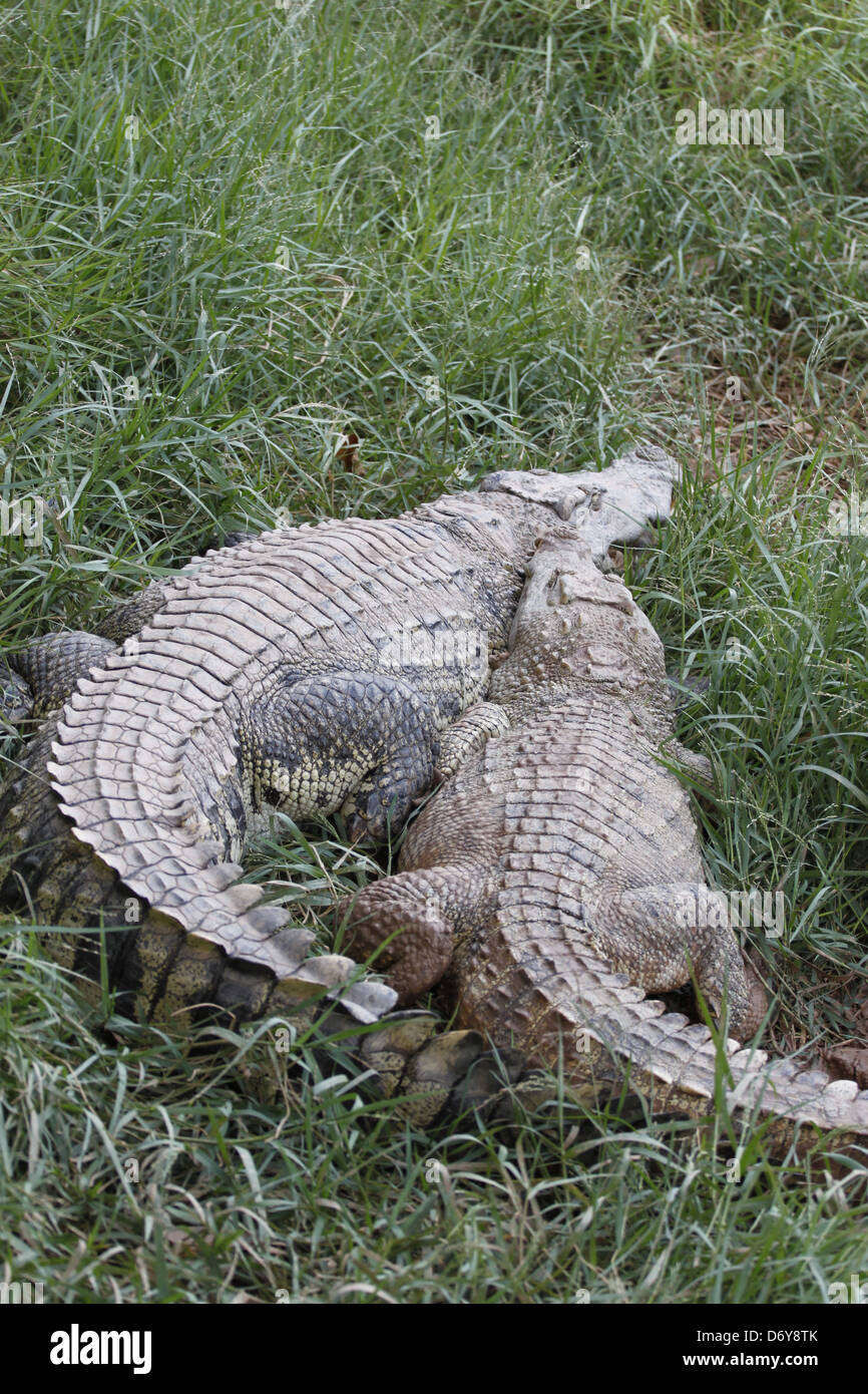 Die Krokodil-Entspannung an heißen Tagen. Stockfoto