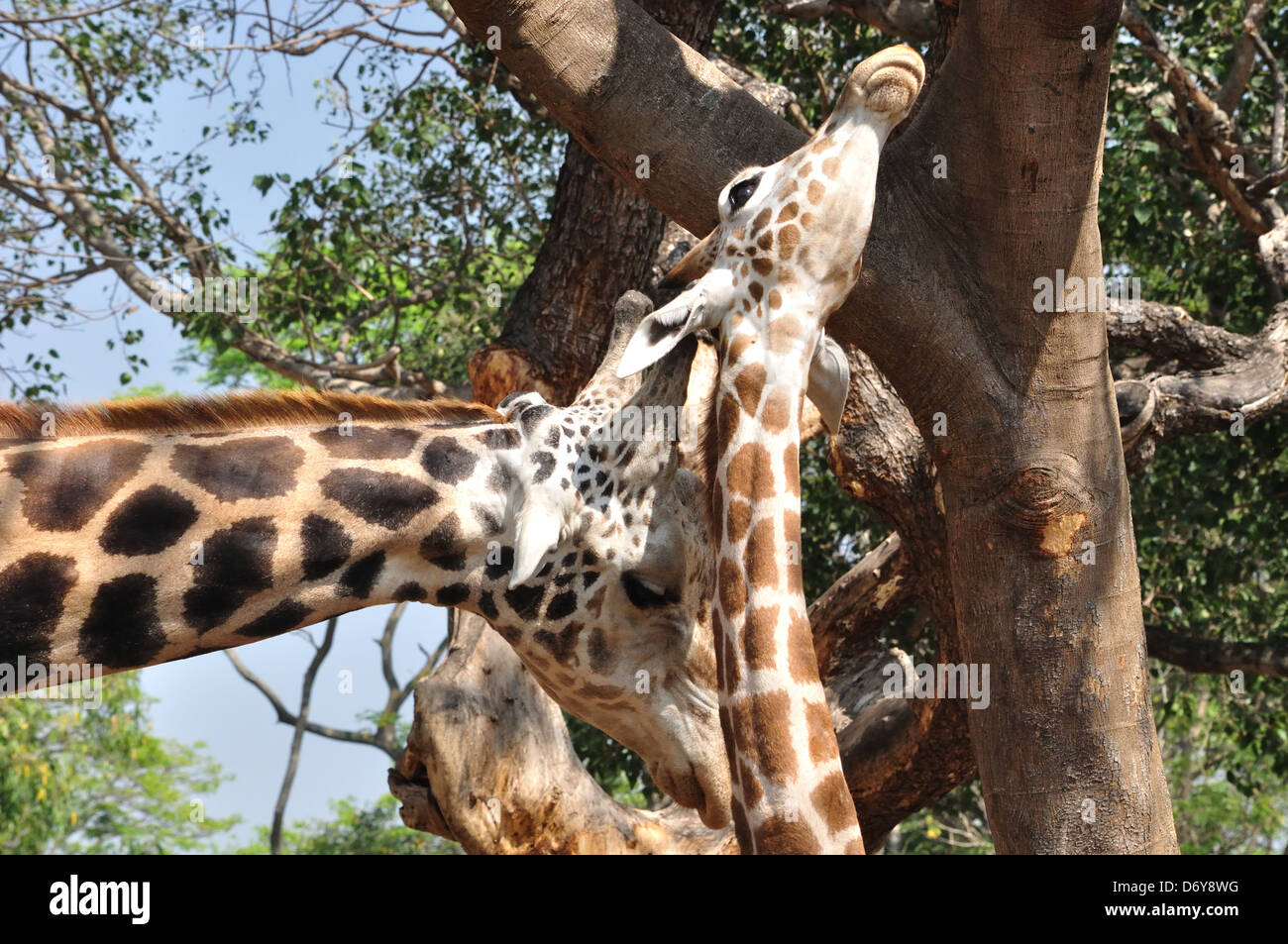 Giraffe (Giraffa Giraffe) Stockfoto
