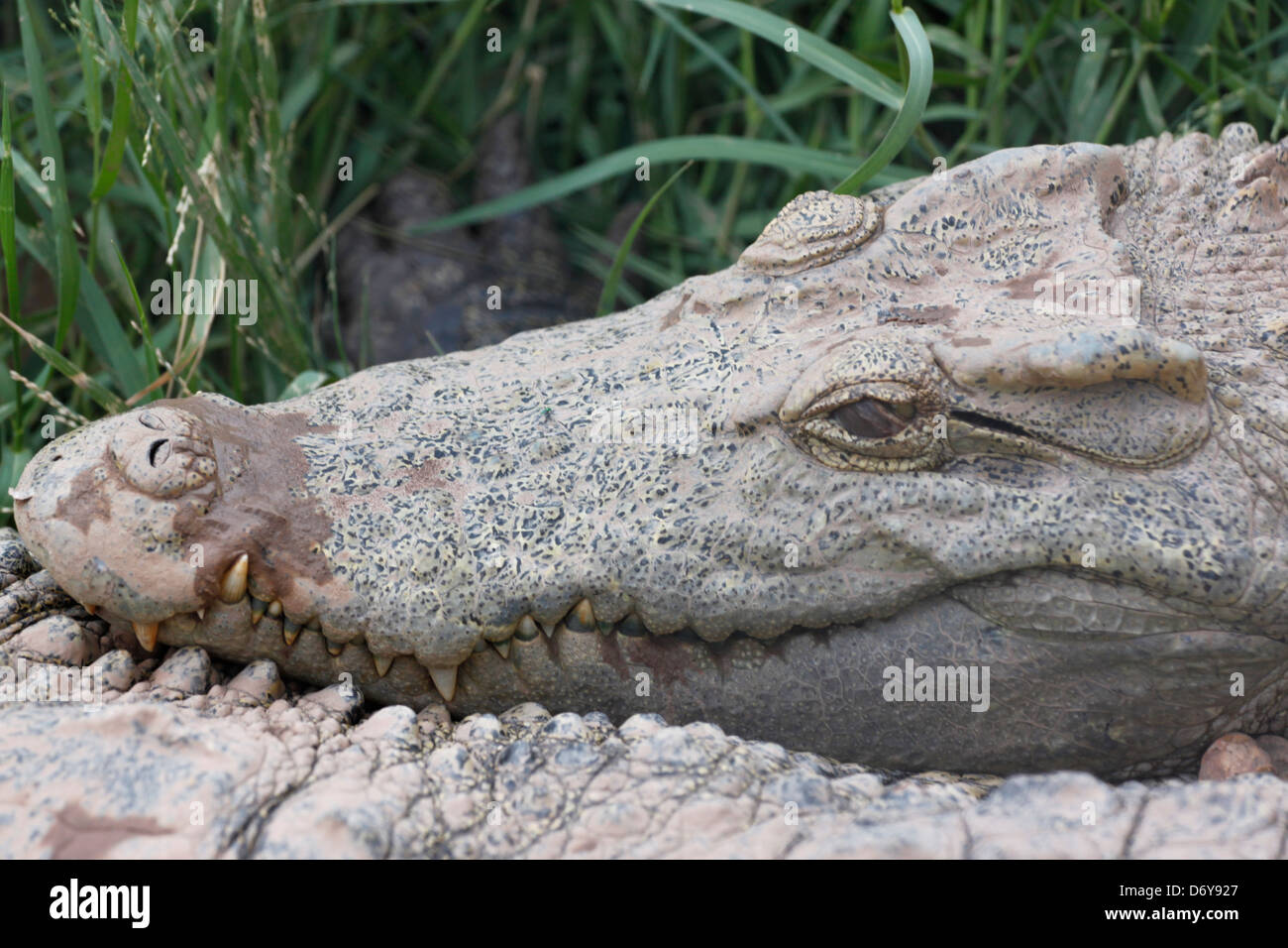 Zoom Zähne und Gesicht des Krokodils. Stockfoto