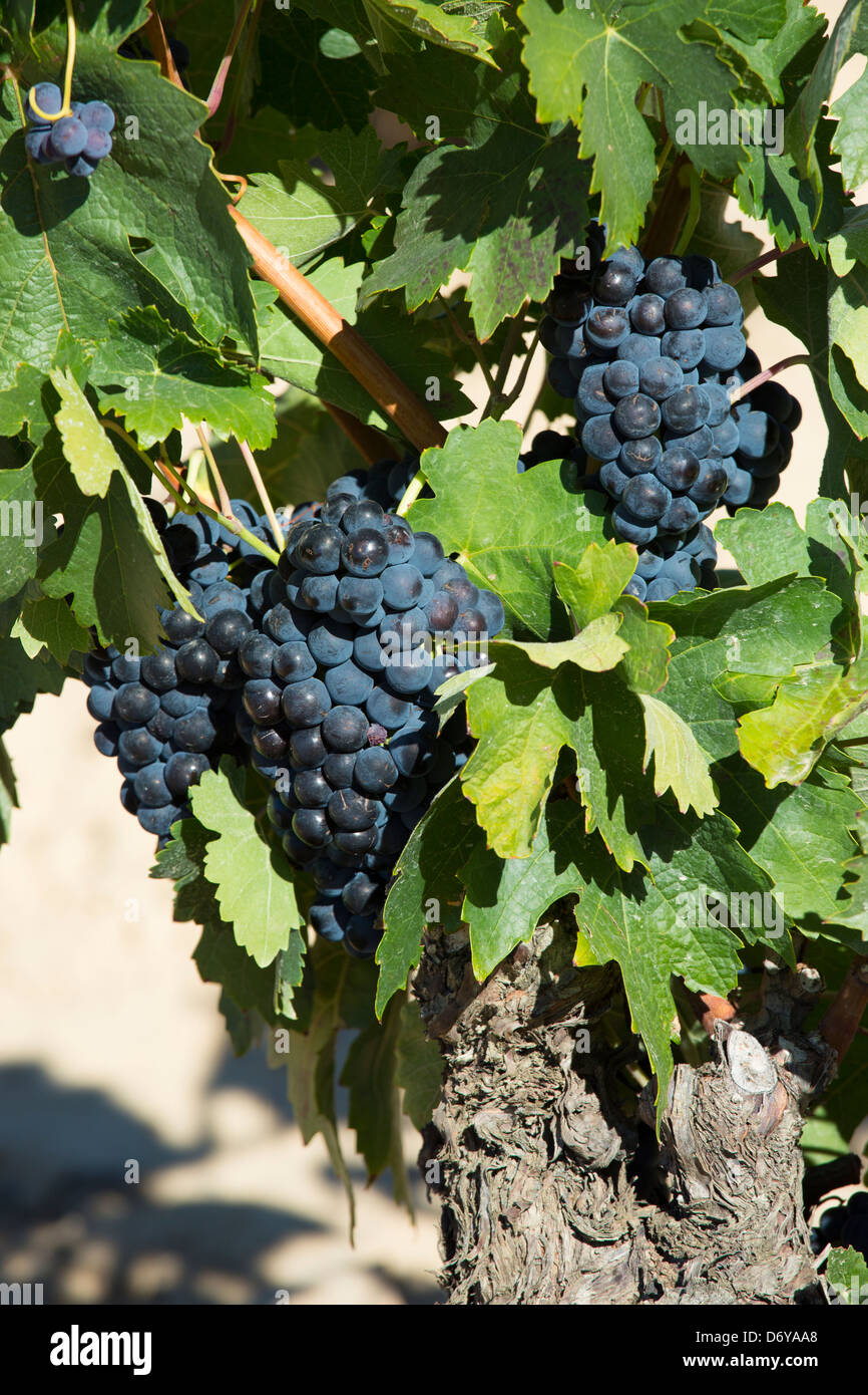 Marques de Riscal schwarzen Trauben für roten Rioja-Wein in Rioja-Alaveda Region Baskenland, Spanien Stockfoto