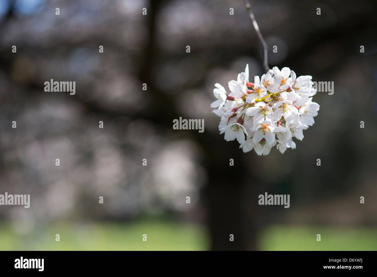 Prunus Yedoensis Tsubame. Yoshino Kirsche. Japanischer Kirschbaum. RHS Wisley Gärten. England Stockfoto