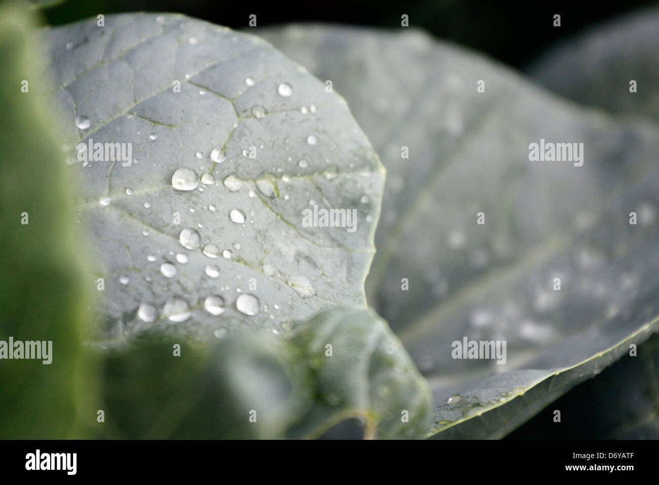 Wassertropfen auf Grünkohl-Blatt, Sie sehen, dass die Wassertropfen in den Morgen. Stockfoto