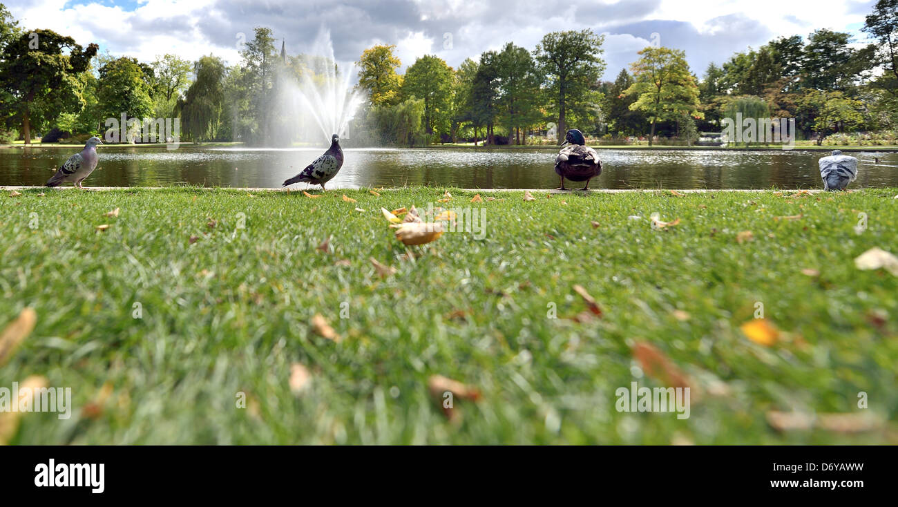 Tauben und Enten am See im Park. Ein Brunnen im Hintergrund. Stockfoto