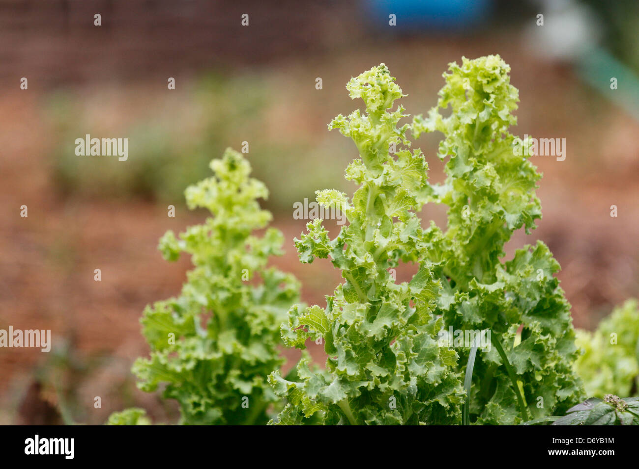 Der Kopfsalat in Gemüse Plot. Stockfoto