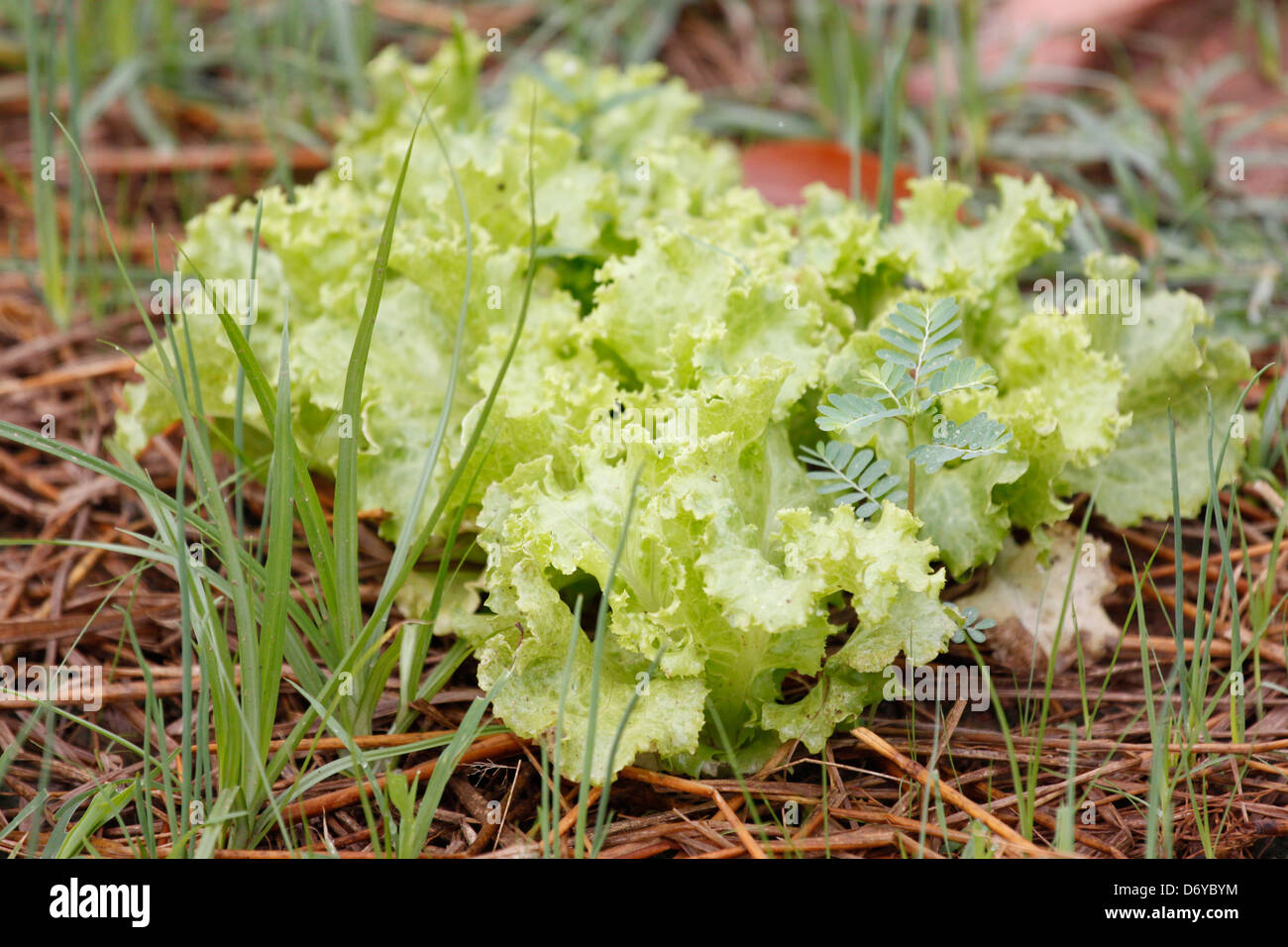 Der Kopfsalat in Gemüse Plot. Stockfoto