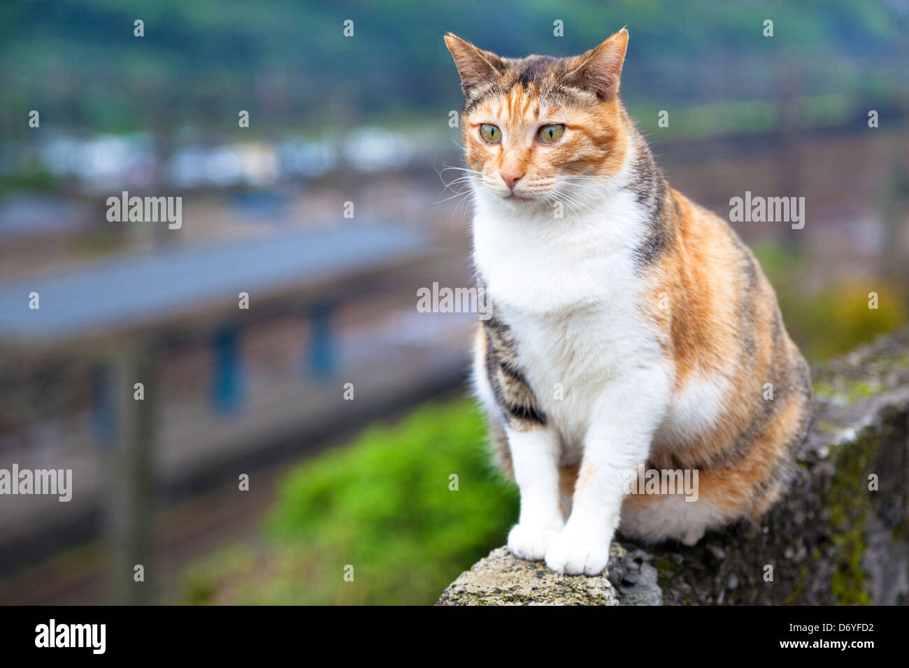 Katze an der Wand sitzen und beobachtete den Bahnhof Stockfoto