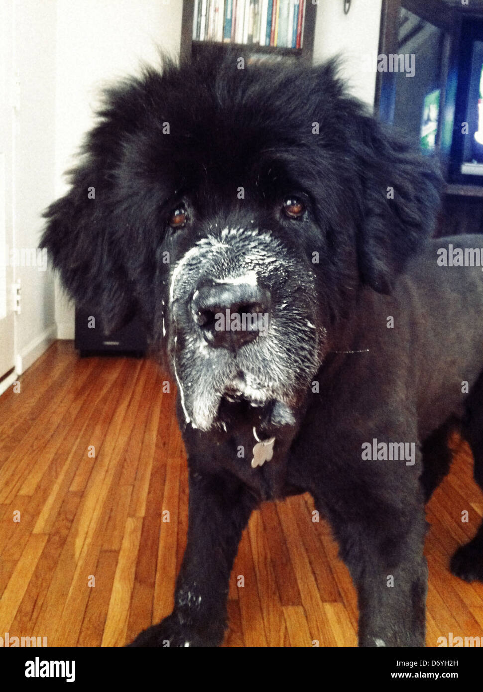 Chaotisch Hund mit der Nahrung auf der Nase - Smartphone-aufgenommenes Stockfoto