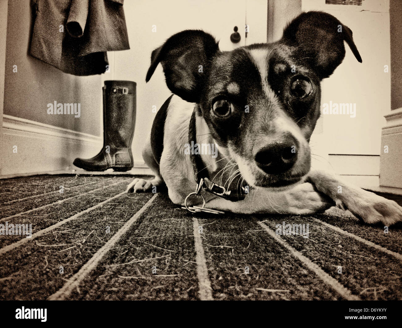 Ratte Terrier Hund auf Teppich Verlegen - Smartphone-aufgenommenes Stockfoto