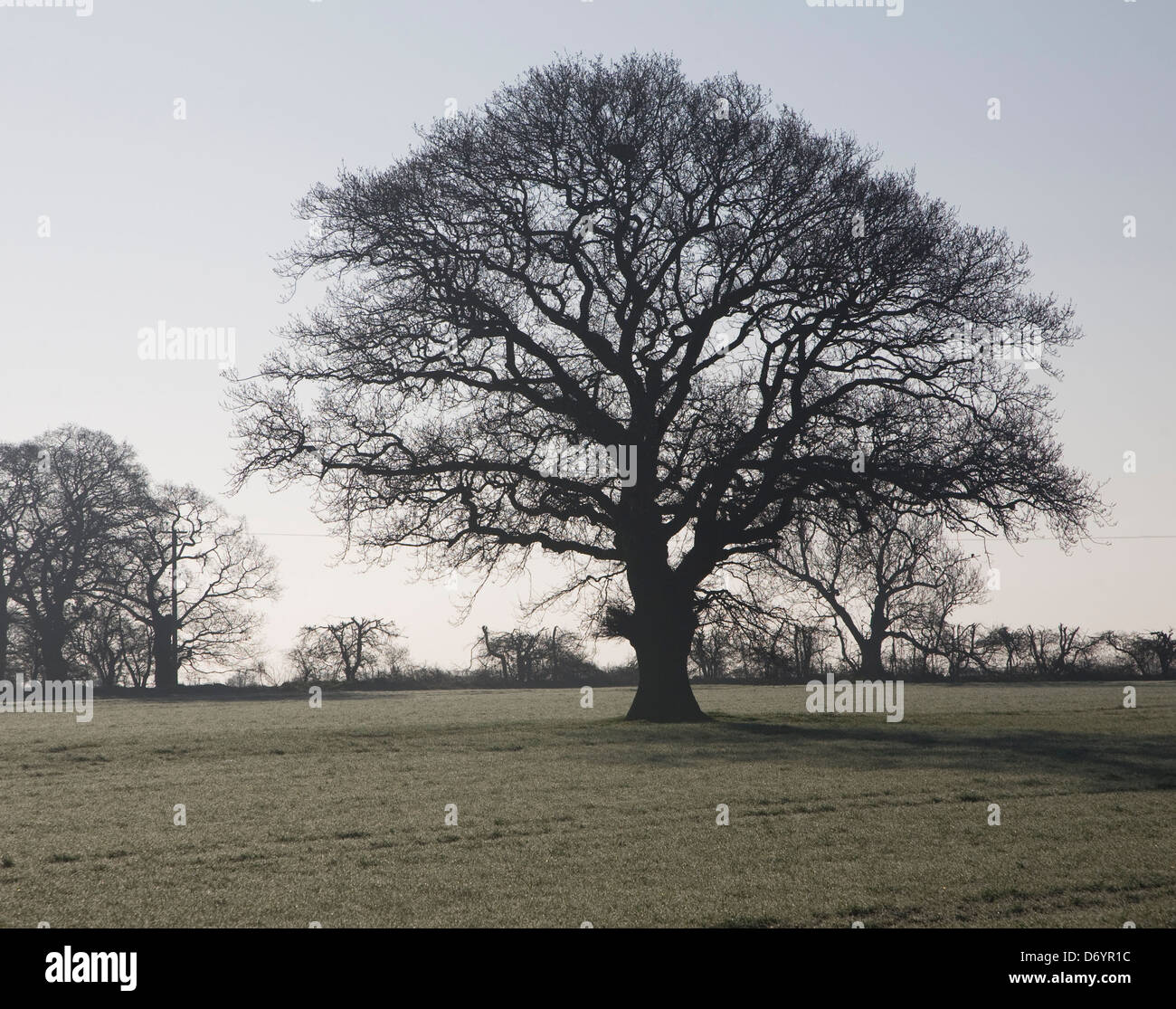 Baum umriss Fotos und Bildmaterial in hoher Auflösung Alamy