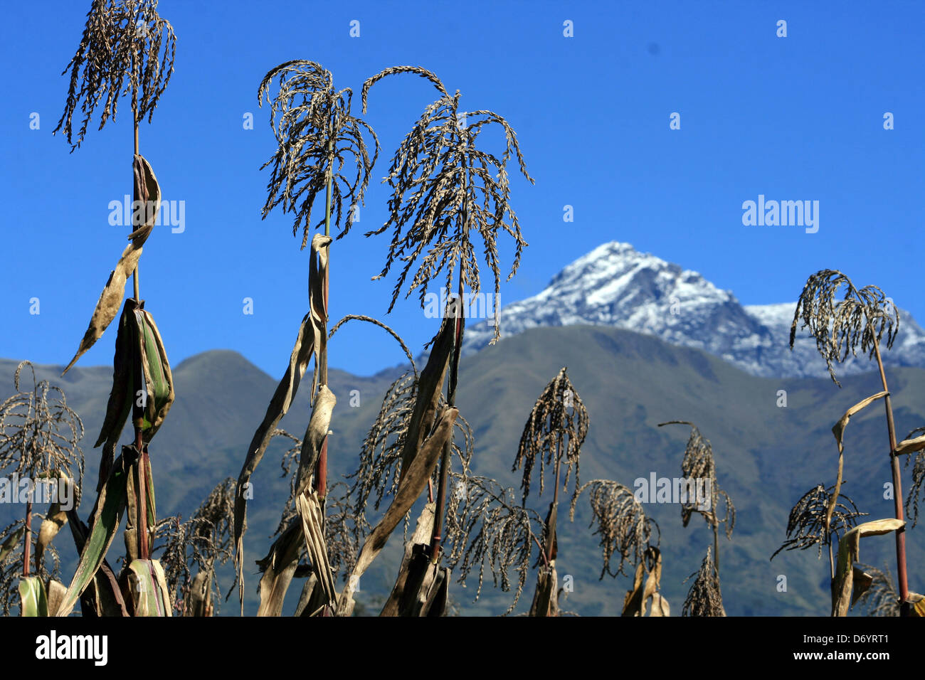 Die schneebedeckten Gipfel des ruhenden Vulkans Mount Cotacachi, wie aus einem Maisfeld in Cotacachi, Ecuador Stockfoto