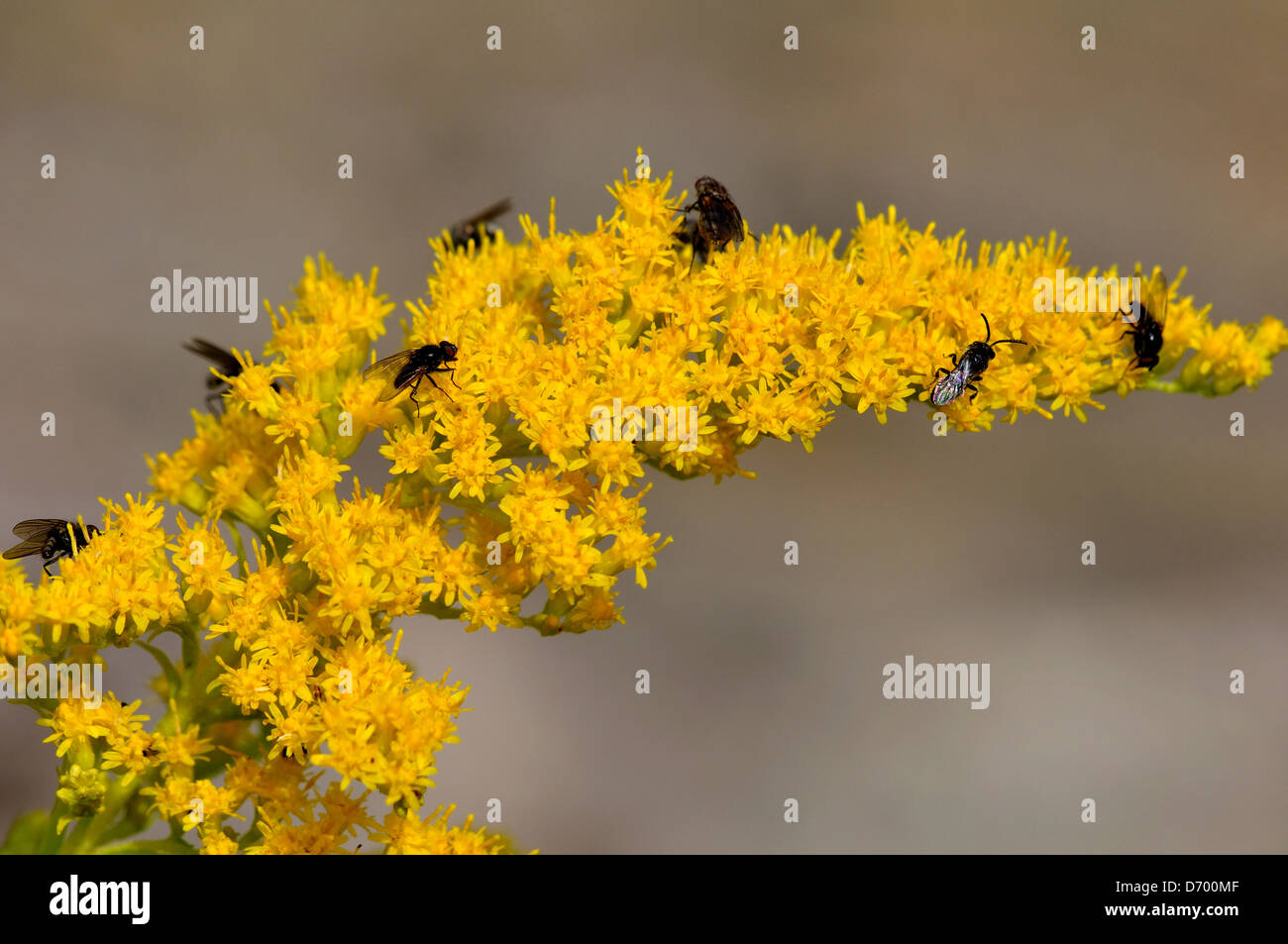 Eine Golden-Stab gelbe Blume mit Insekten bedeckt Stockfoto