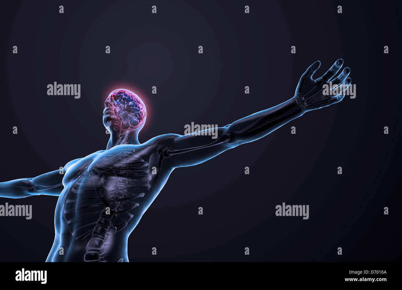 Menschliche Anatomie-Illustration - zentrale Nervensystem mit einem sichtbaren Gehirn Stockfoto