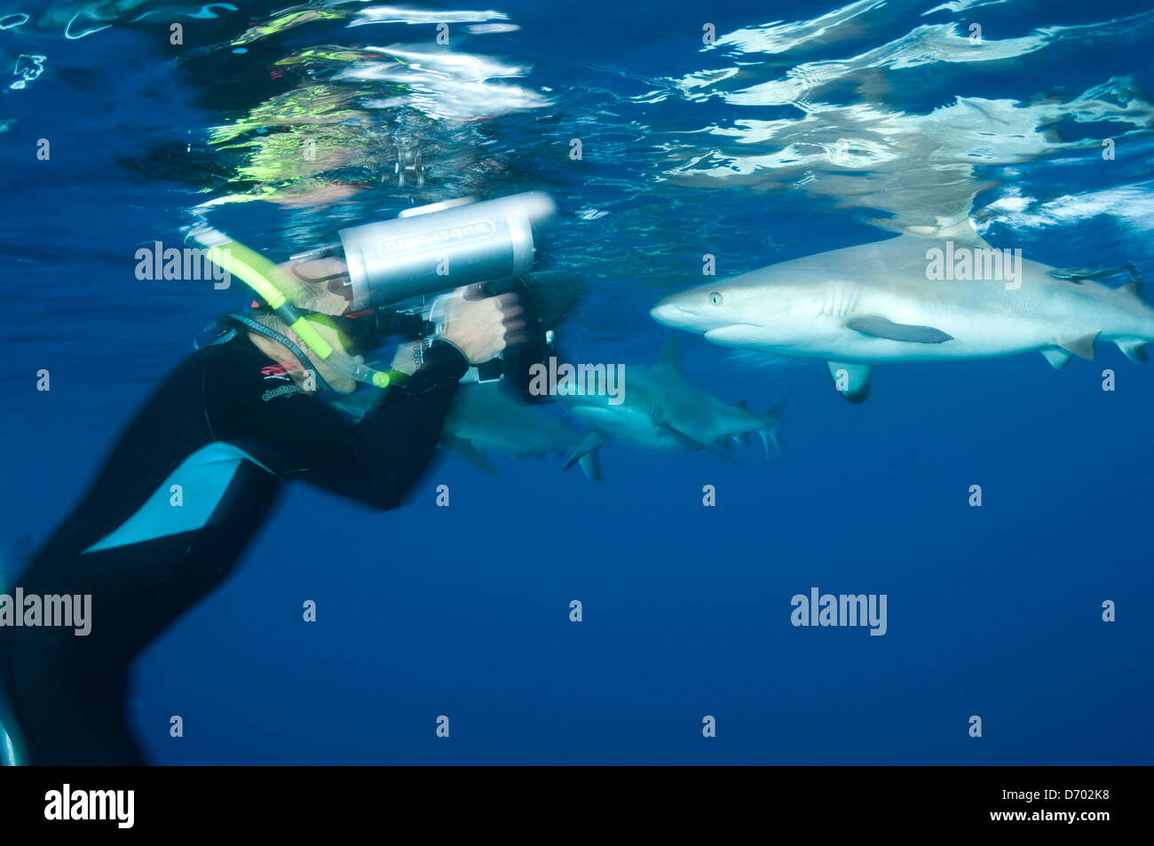 Männliche Schnorchler Fotografien Pacific graue Riffhaie nahe der Oberfläche, während sie füttern Stockfoto
