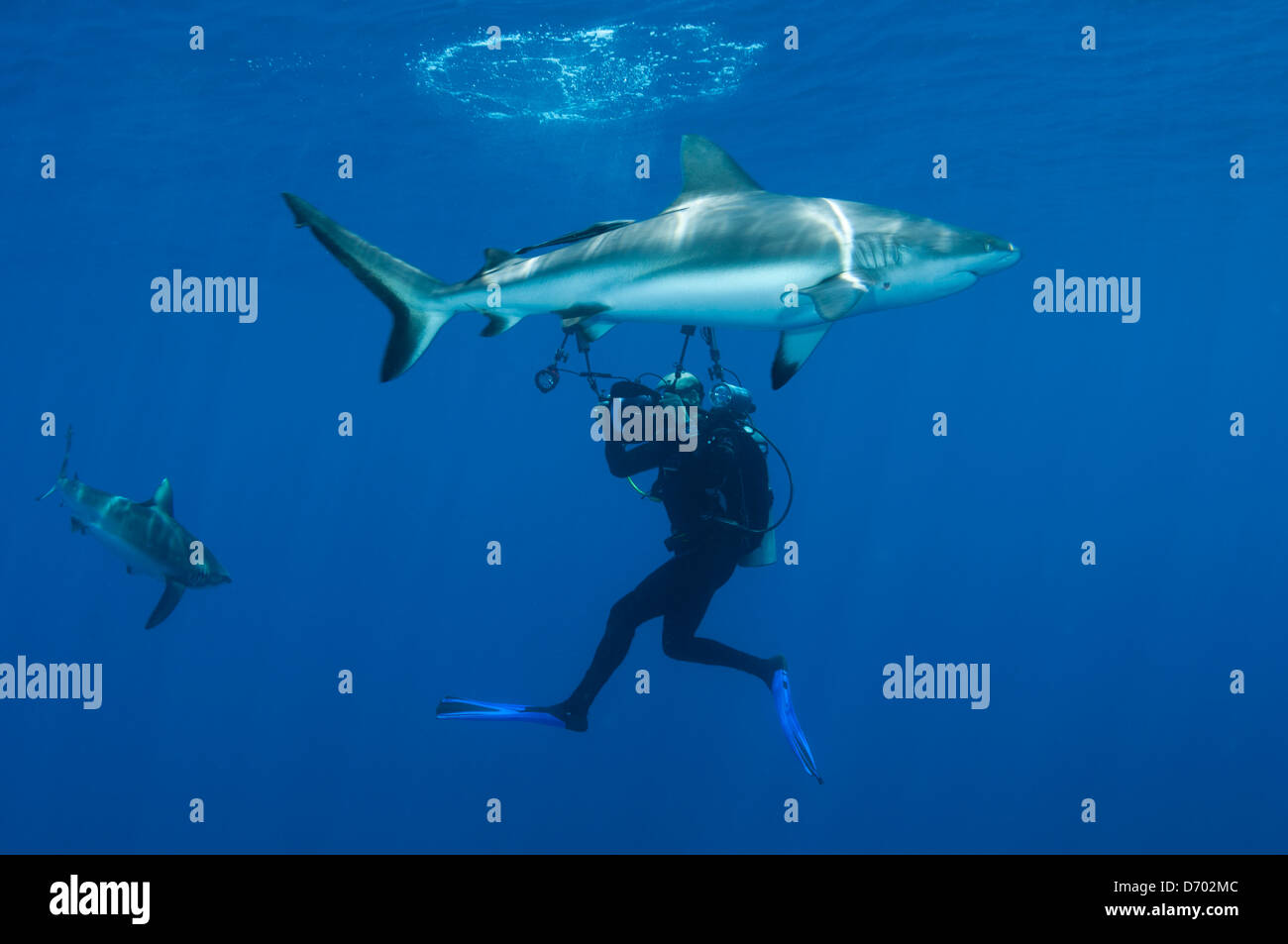 Eine männliche Taucher Fotos einen großen Pacific grauen Riffhai während einer anderen Hai-Kreise in seiner Nähe Stockfoto