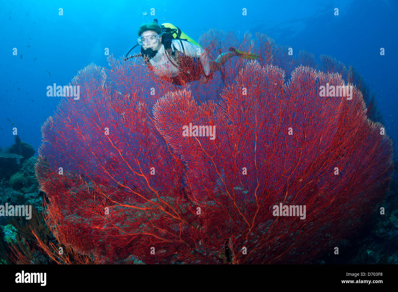 Eine weibliche Taucher schwimmt über eine große Gorgonien Stockfoto