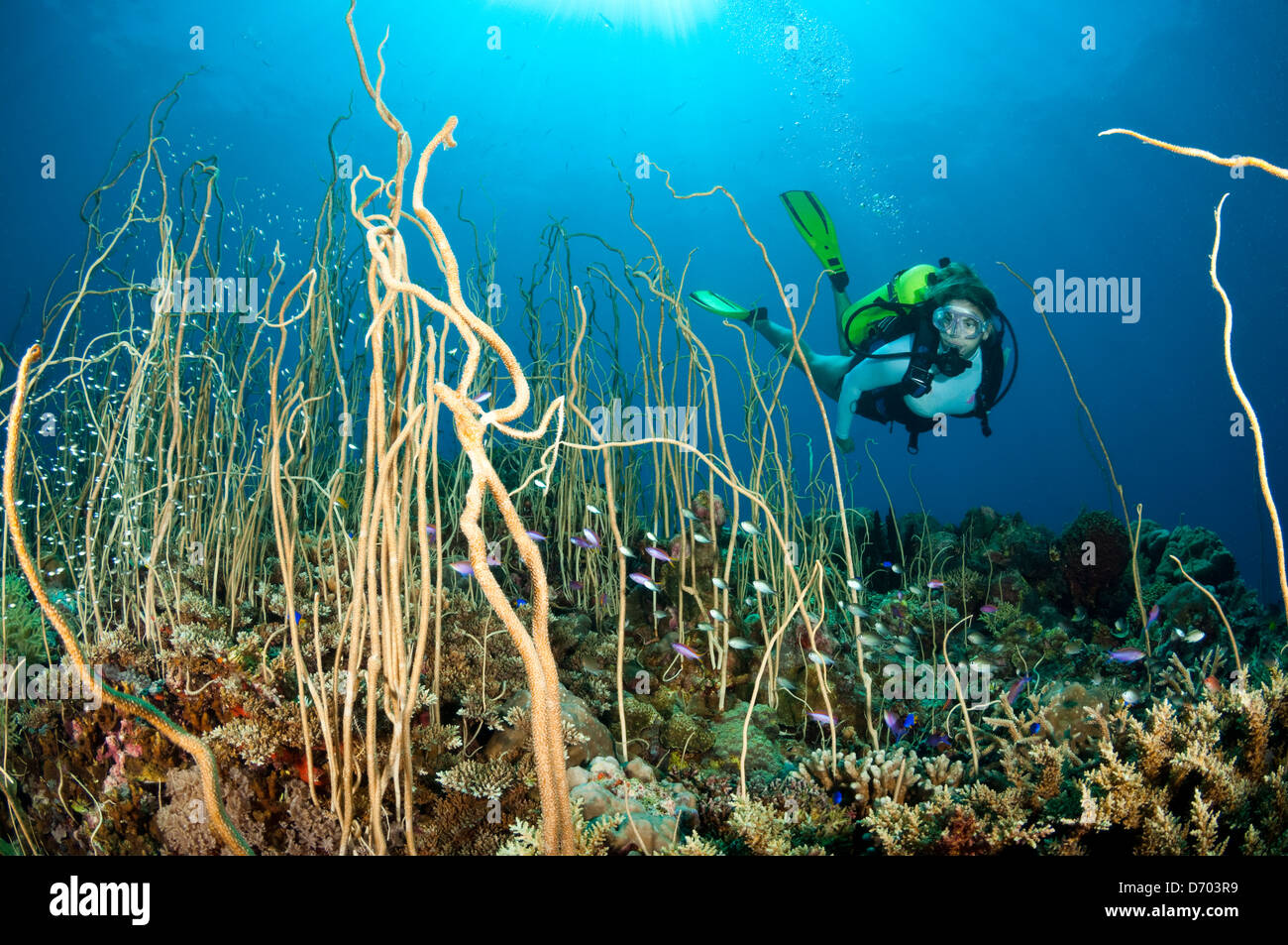 Eine weibliche Taucher schwimmt über dem Riff mit Peitsche Korallen und kleine Fische. Stockfoto
