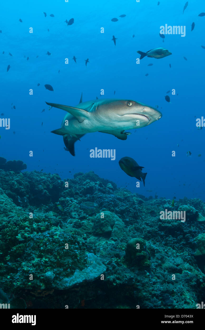 Ein Weißspitzen-Riffhai schwimmt in der Nähe von coral Stockfoto